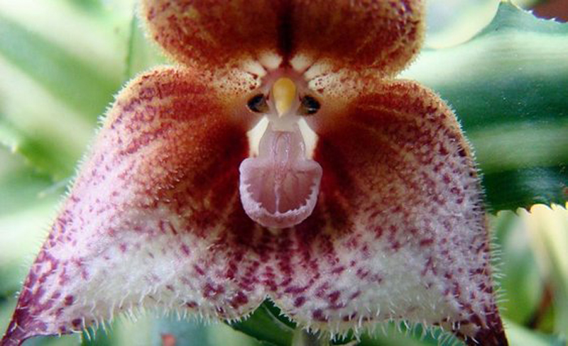 Majom orchidea: a virág, ami szinte már makog • Octa